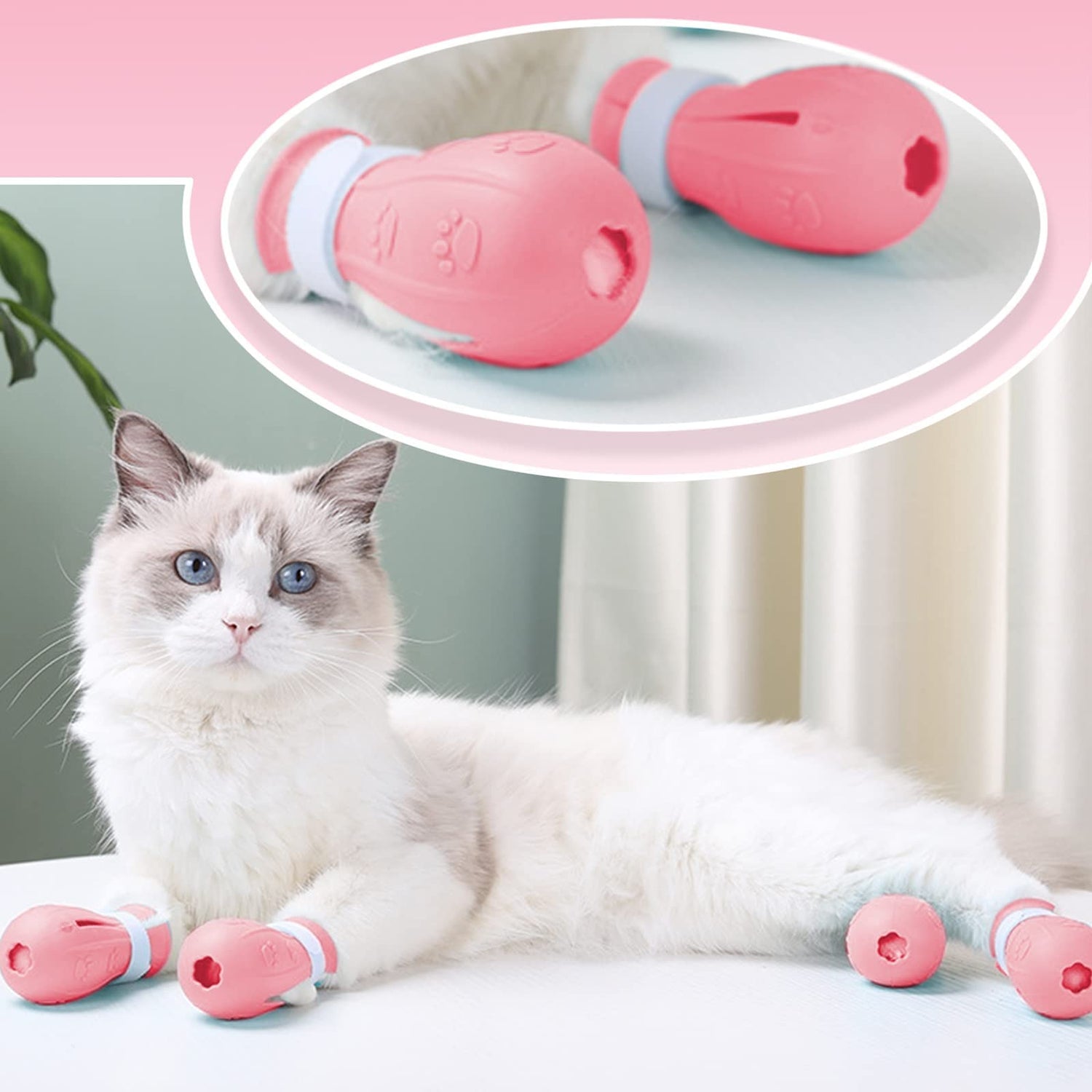 Cat Shoes